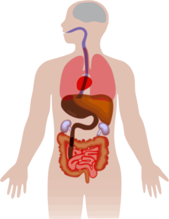 Очертание человека с органами