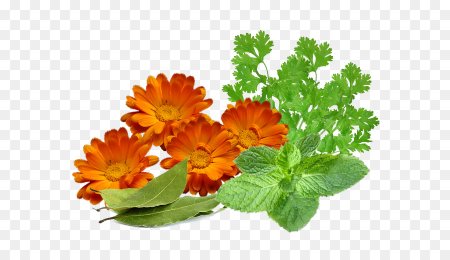 Calendula officinalis на белом фоне
