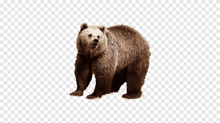 Медведь на белом фоне