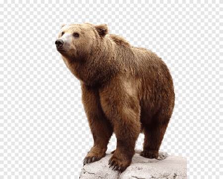 Медведь на белом фоне