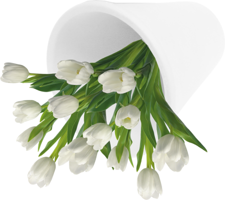 Белые тюльпаны клипарты (47 фото)
