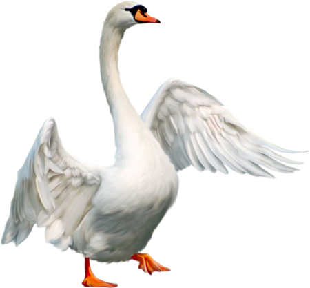 Лебеди (птицы)