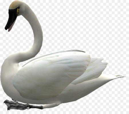Лебедь белая мульт