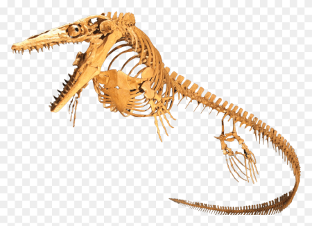 Скелет динозавра клипарт (33 фото)