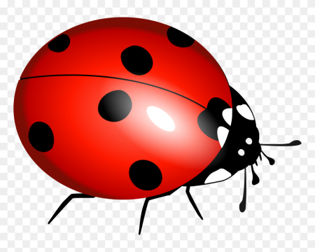 Ladybug Божья коровка