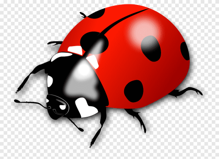 Ladybug Божья коровка
