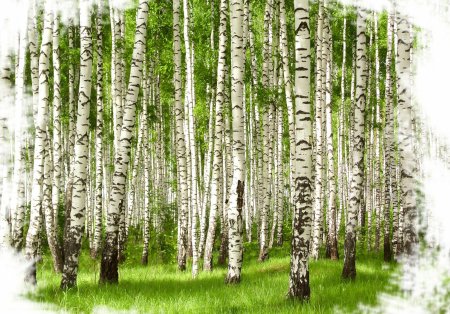 Клипарт березовый лес (45 фото)