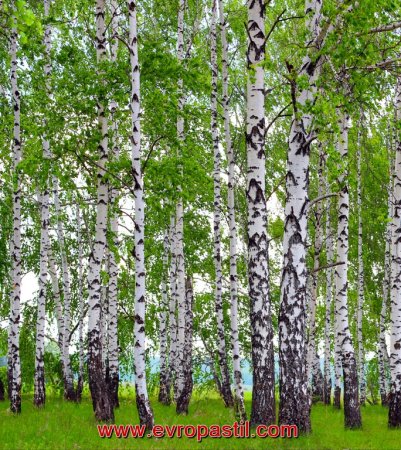 Березовая роща Раменское