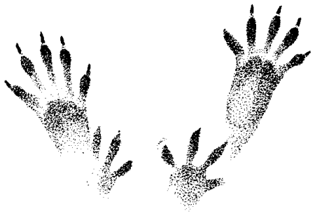 Следы броненосца