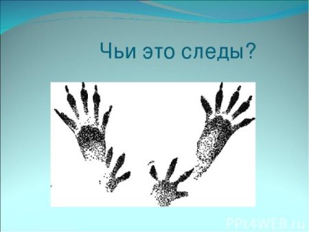 Следы белки для дошкольников