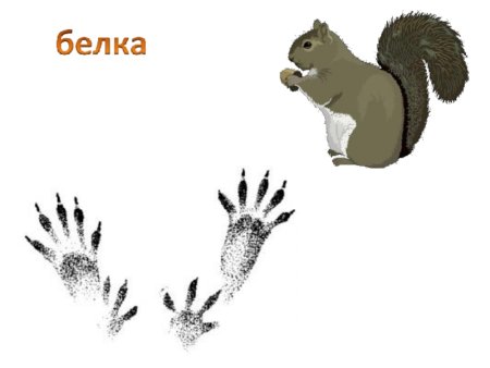 Следы белки