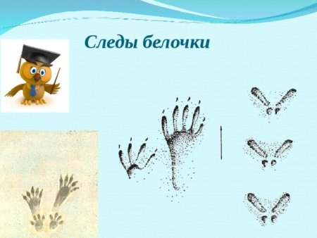 Беличьи следы