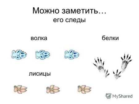 Следы белка