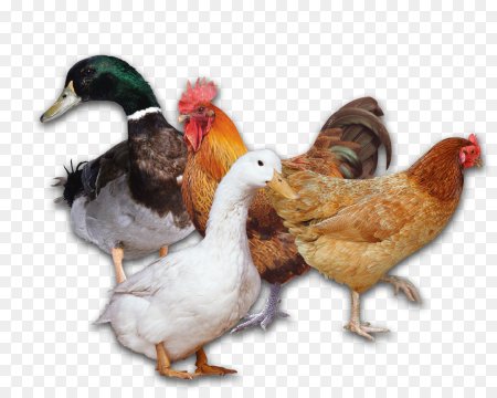 Гуси куры утки