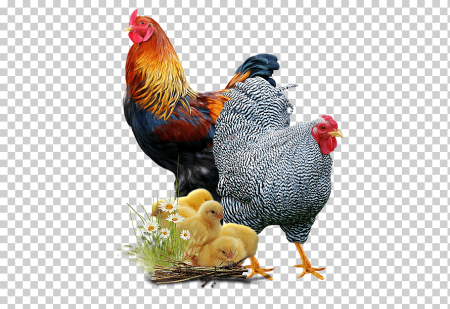 Петух курица цыпленок