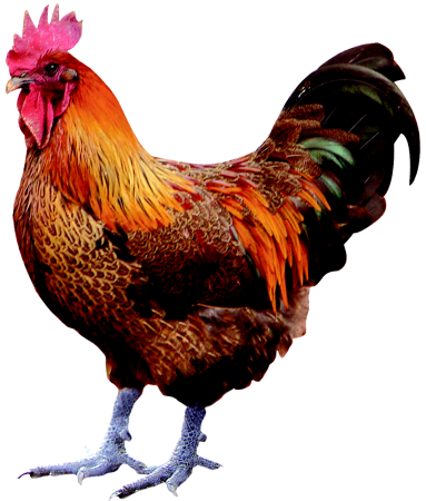 Курица на белом фоне