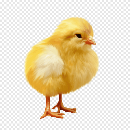 Цыпленок для детей
