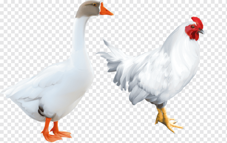 Курица Гусь утка