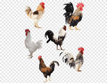 Четыре курицы и петух