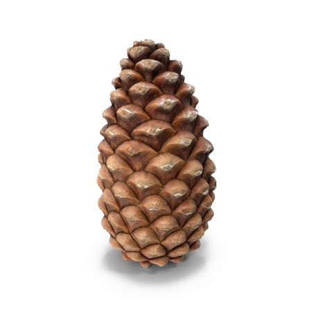 Шишка овальная