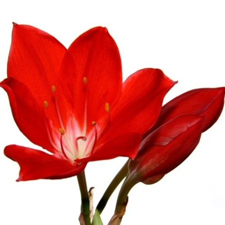 Аленький цветочек клипарт (47 фото)