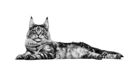 Мейн кун рисунок