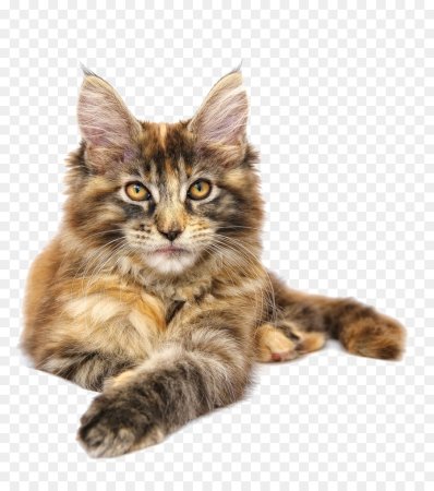 Котята породы Мейн кун