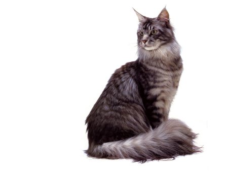 Кошка Мейн кун