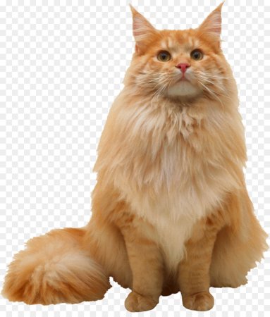 Рыжий кот на белом фоне