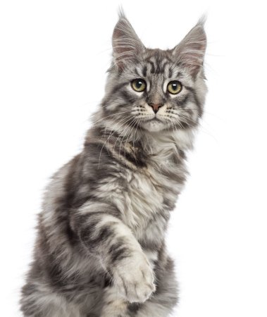 Кошка Мейн кун