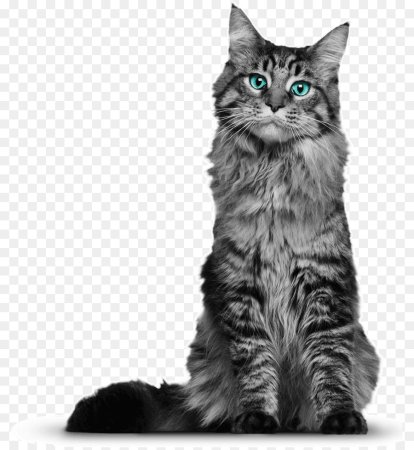 Мейнкун кот