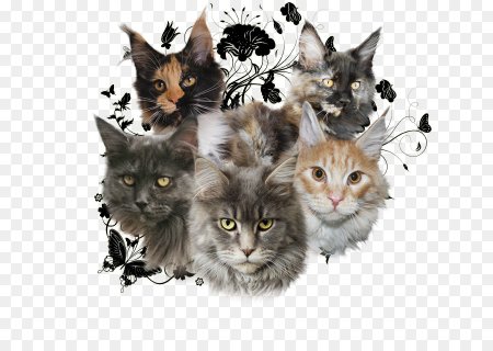 Мультяшный кот Мейн кун