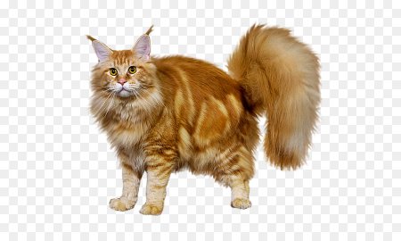 Мейнкун кот