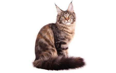Мейн кун кошка на белом фоне