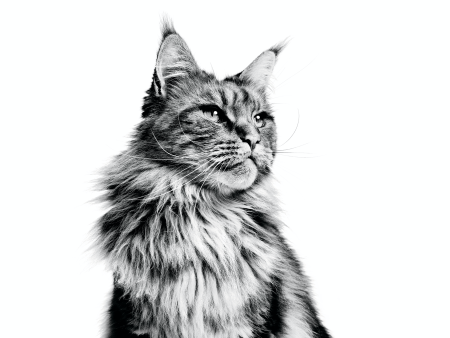Королевский Мейн кун