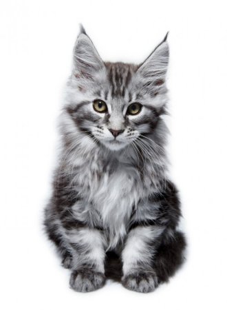 Кошка Мейн кун