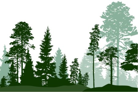 Силуэт соснового леса