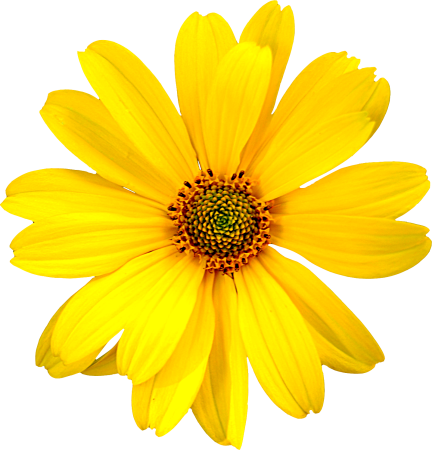 Цветочки без фона