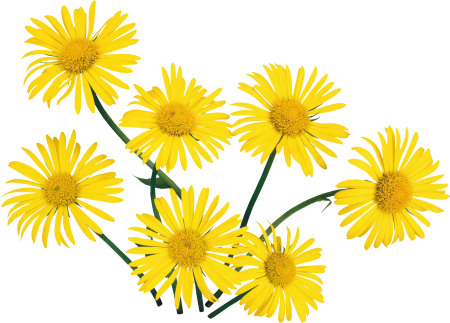 Желтые цветочки клипарт (50 фото)