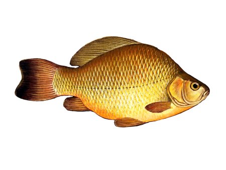 Карась обыкновенный Carassius Carassius