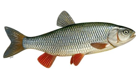 Голавль (Leuciscus cephalus)