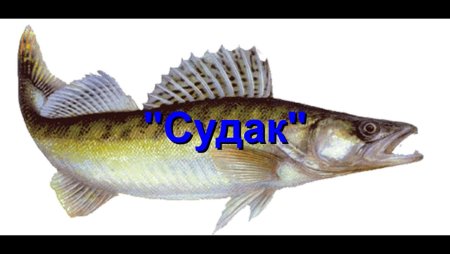 Судак обыкновенный сбоку