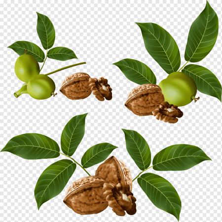 Грецкий орех вектор