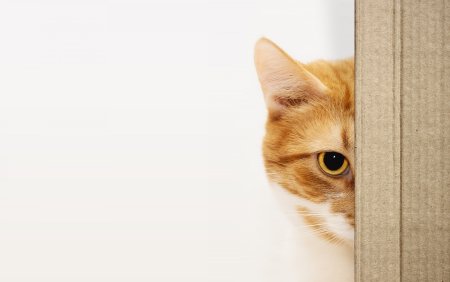 Кот выглядывает