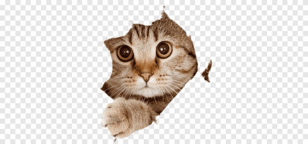 Кот выглядывает из дырки