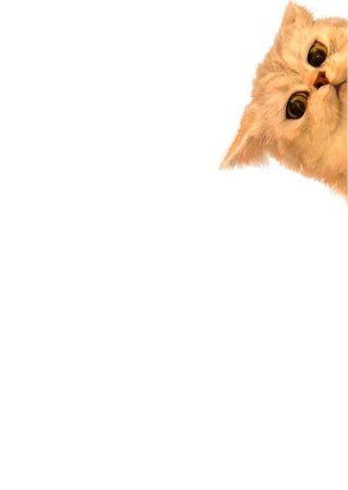 Кот выглядывает