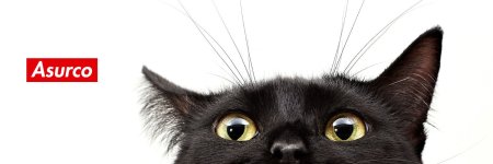 Черная кошка выглядывает