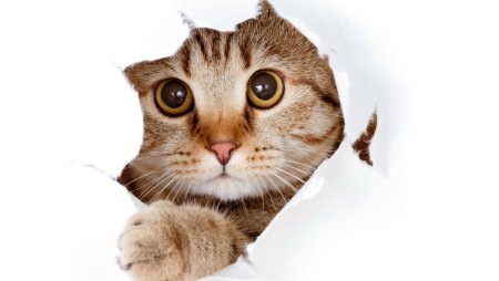 Коты на белом фоне