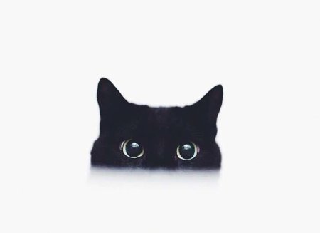Кот выглядывает
