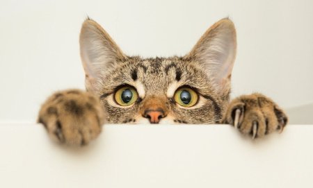 Кошка выглядывает из-за угла